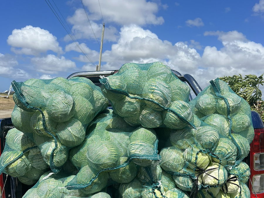 Sacs de choux chargés à l’arrière d’un pick-up, au bord du champ