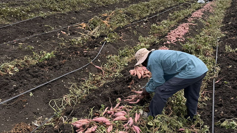 Un producteur partenaire récoltant des patates douces, rang après rang