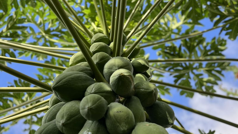 Régime de papayes vertes sur son tronc, vu depuis le pied de l’arbre