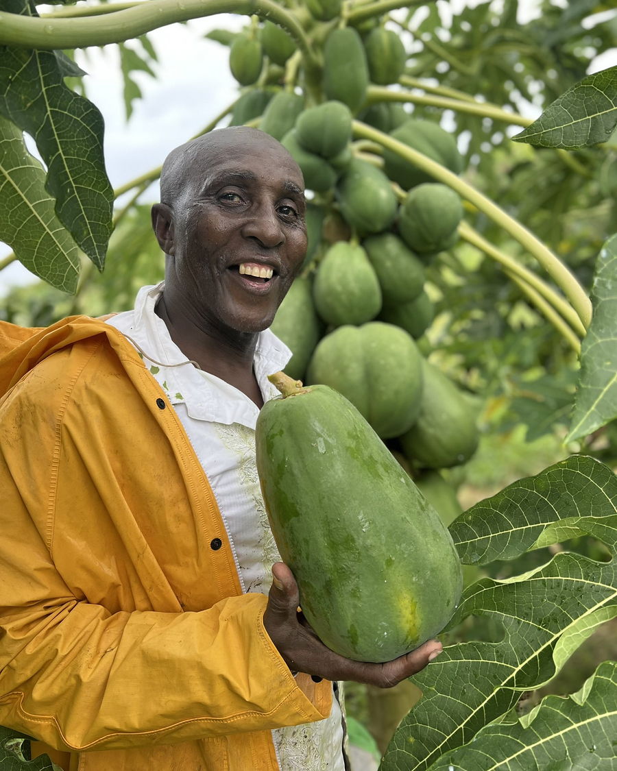Un producteur partenaire tenant une papaye, dans sa papayeraie