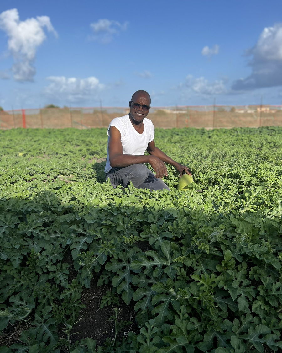Un producteur partenaire accroupi au milieu de son champ de pastèques