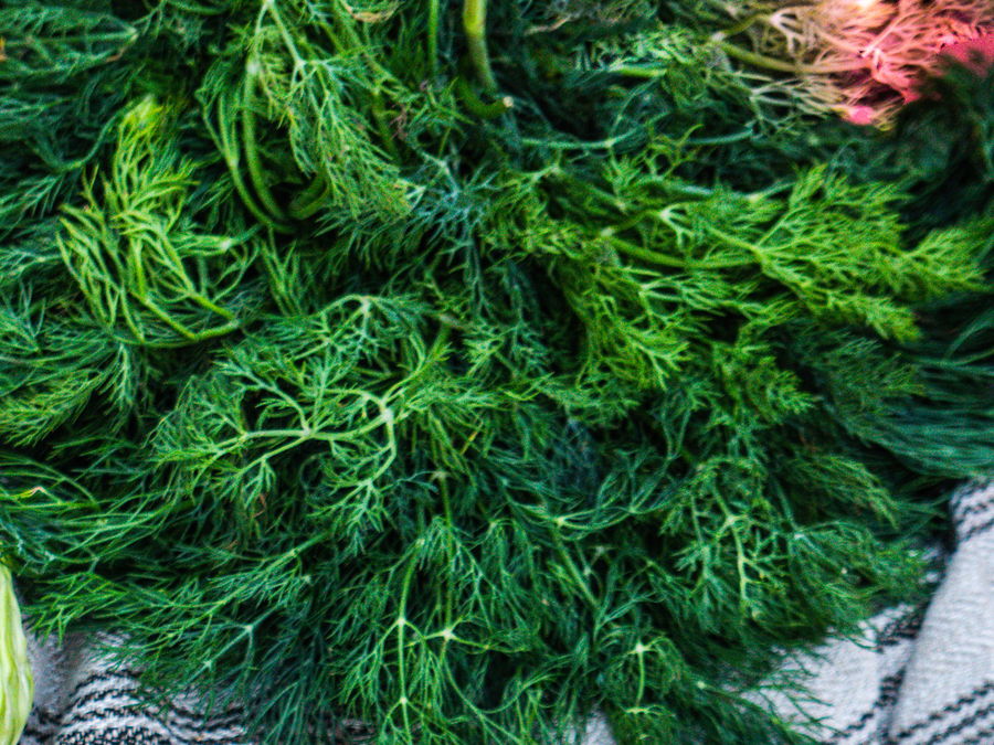 Aneth, au rayon aromates et épices d'OKO LANQ