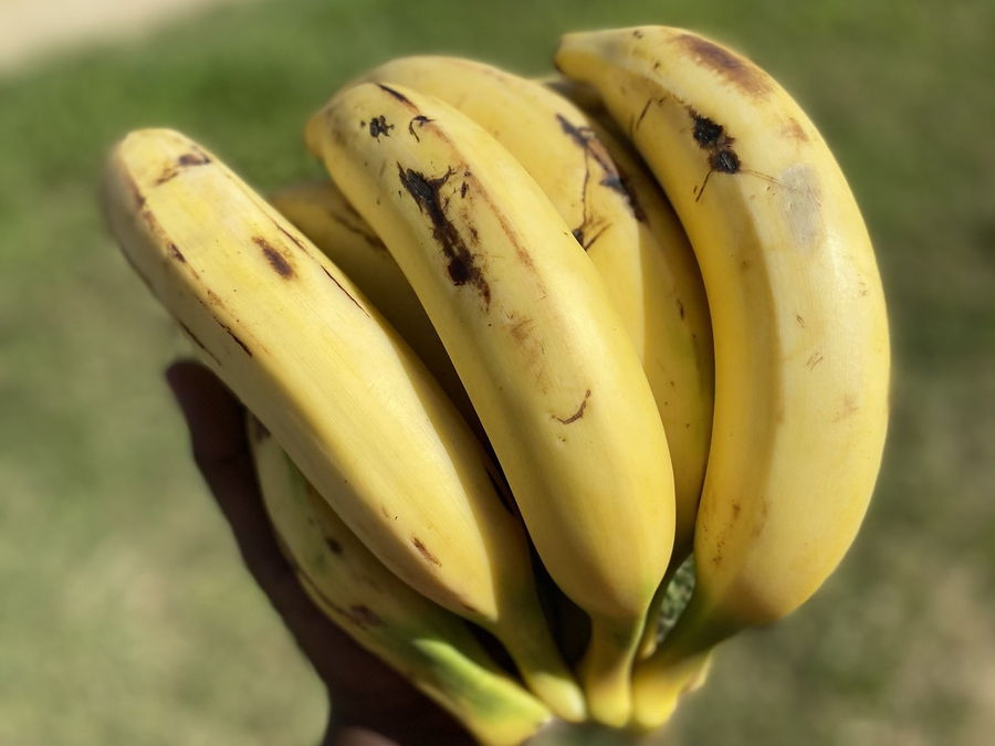 Banane, Banaana en wolof, au rayon fruits d'OKO LANQ