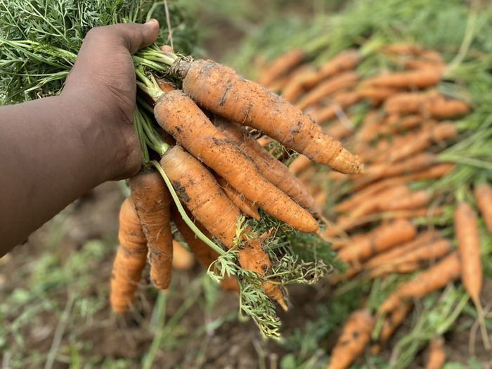 Carotte, Karoot en wolof, au rayon légumes d'OKO LANQ