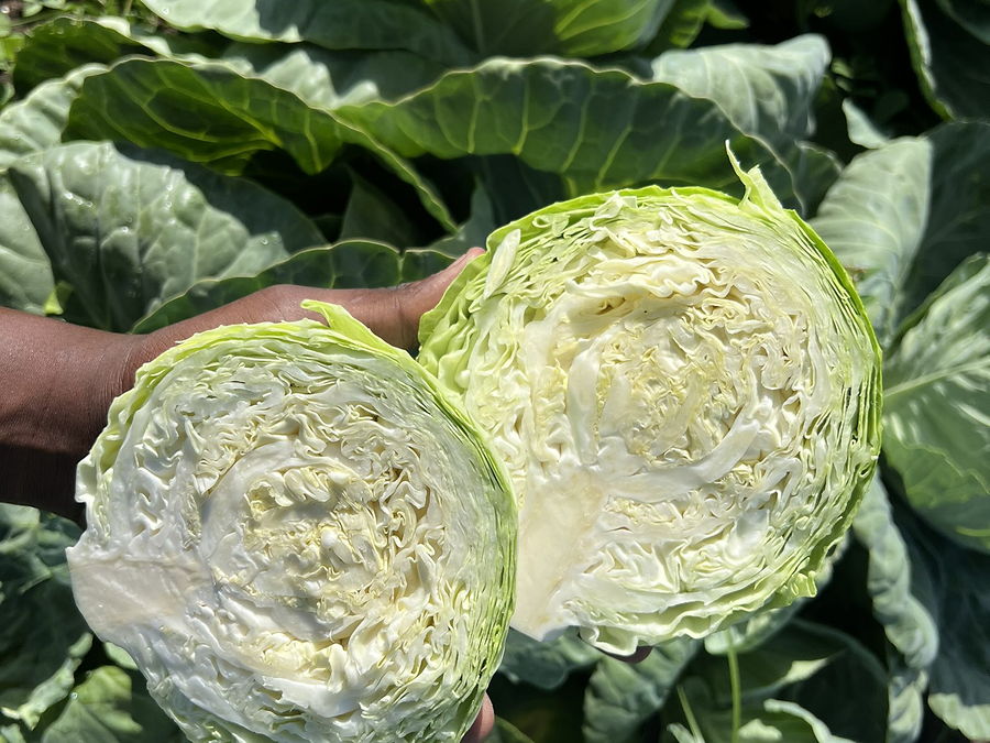 Chou blanc, au rayon légumes d'OKO LANQ