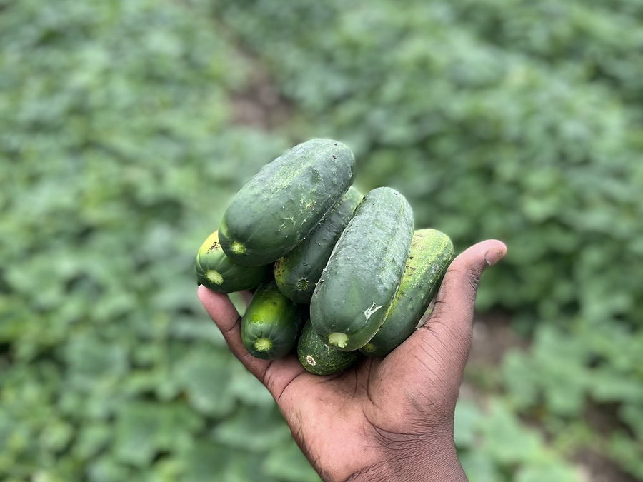 Concombre, au rayon légumes d'OKO LANQ