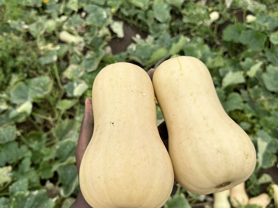 Courge butternut, au rayon légumes d'OKO LANQ
