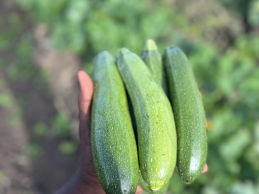 Courgette, au rayon légumes d'OKO LANQ