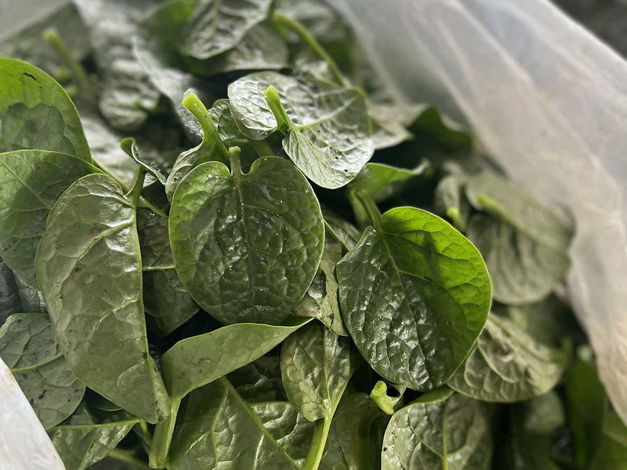 Épinards, au rayon légumes d'OKO LANQ