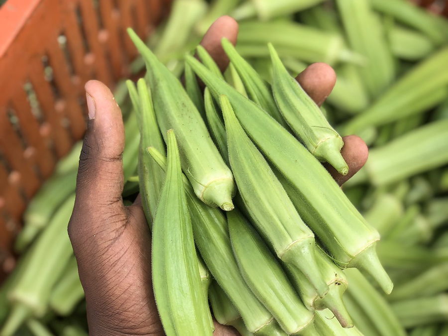 Gombo, Kandja en wolof, au rayon légumes d'OKO LANQ