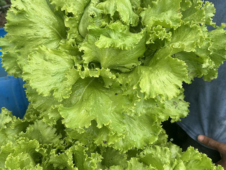 Laitue, Salaad en wolof, au rayon légumes d'OKO LANQ