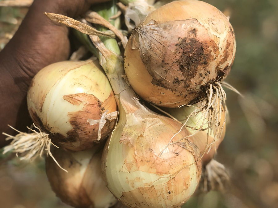 Oignon, Soble en wolof, au rayon légumes d'OKO LANQ