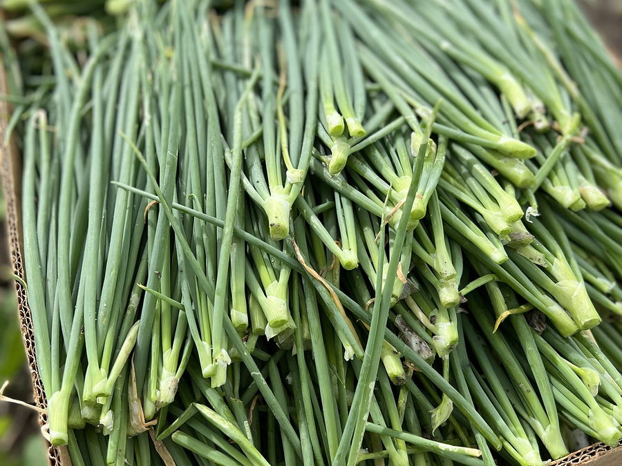 Oignon vert, au rayon aromates et épices d'OKO LANQ