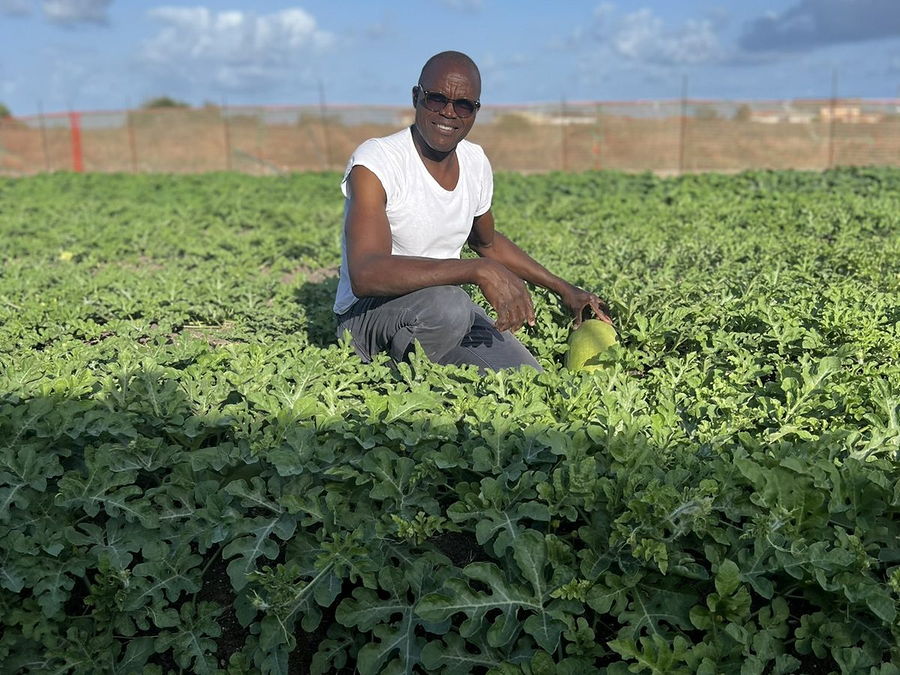 Pastèque, Beref en wolof, au rayon fruits d'OKO LANQ