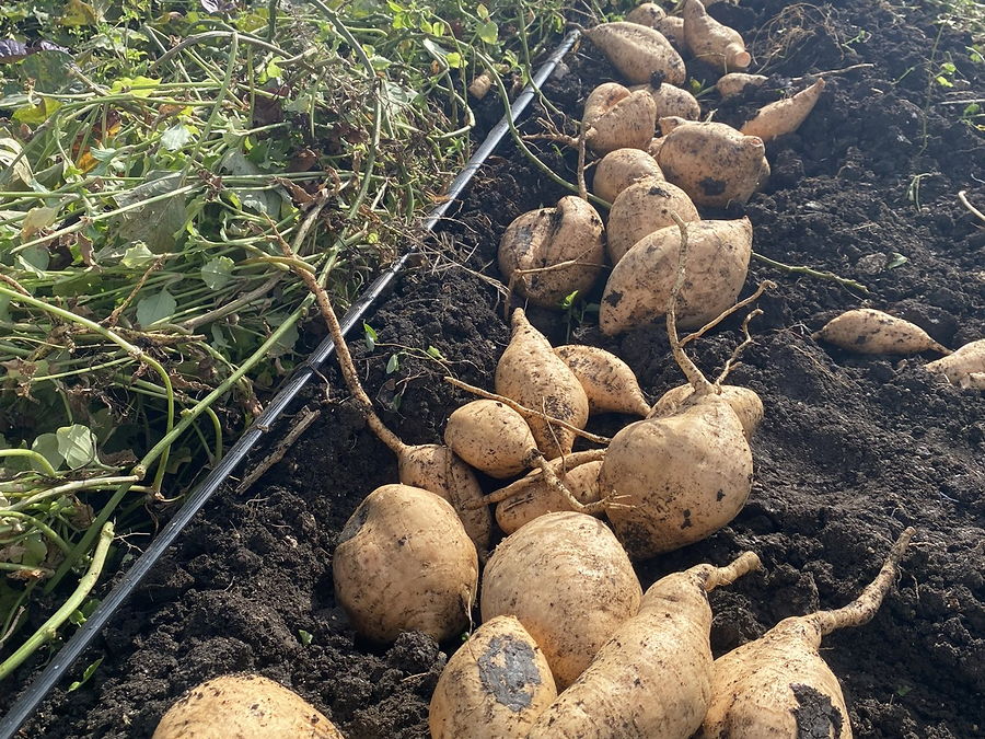 Patate douce, Patas en wolof, au rayon légumes d'OKO LANQ
