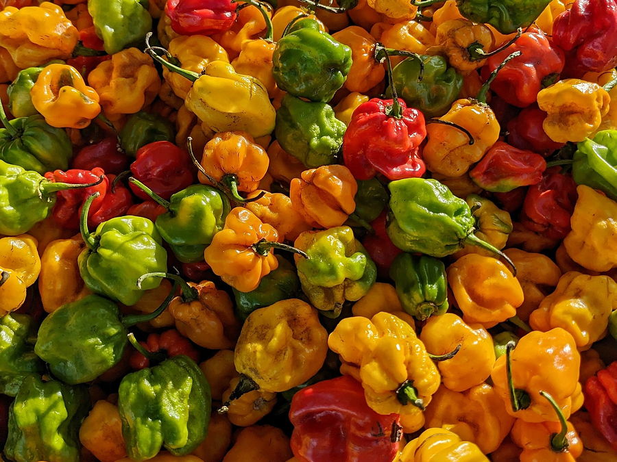 Piment, Kani en wolof, au rayon aromates et épices d'OKO LANQ