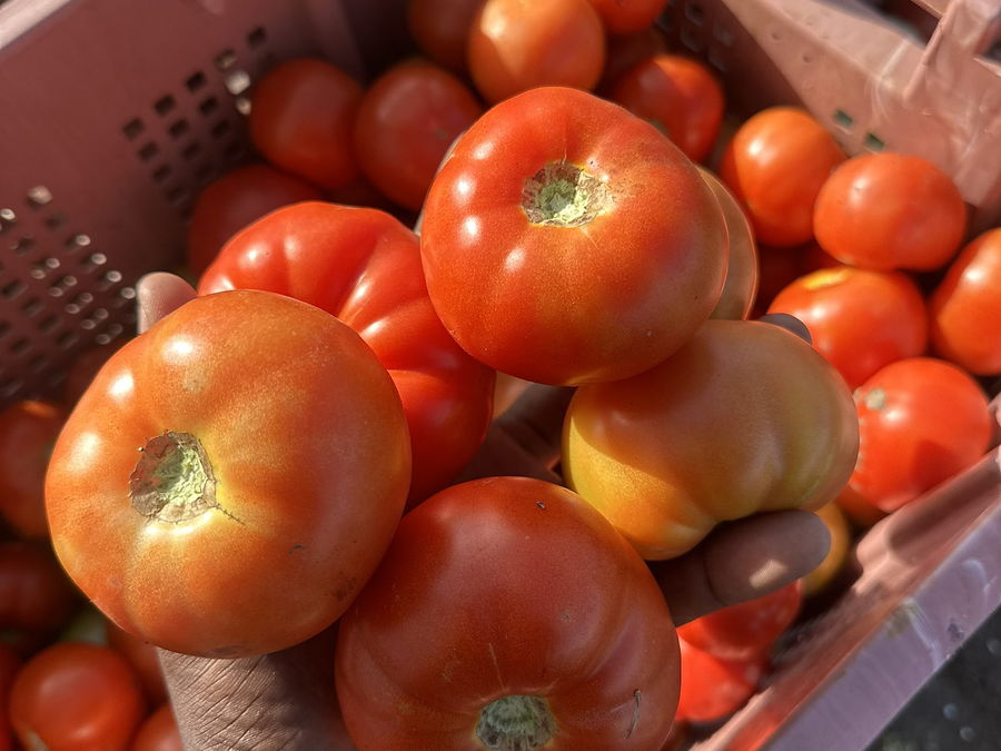Tomate, Tamaate en wolof, au rayon légumes d'OKO LANQ